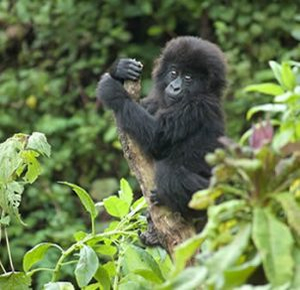 Baby Gorilla Playing in Trees