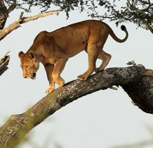 Queen Elizabeth Tree Lion