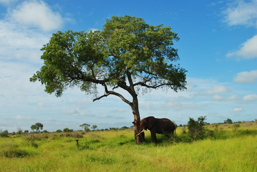 queen Elizabeth national park