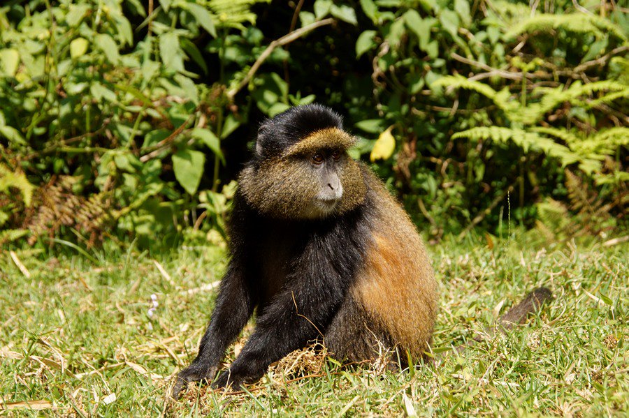 mgahinga gorilla national park