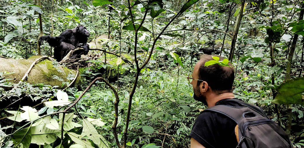 Kibale forest nationa park