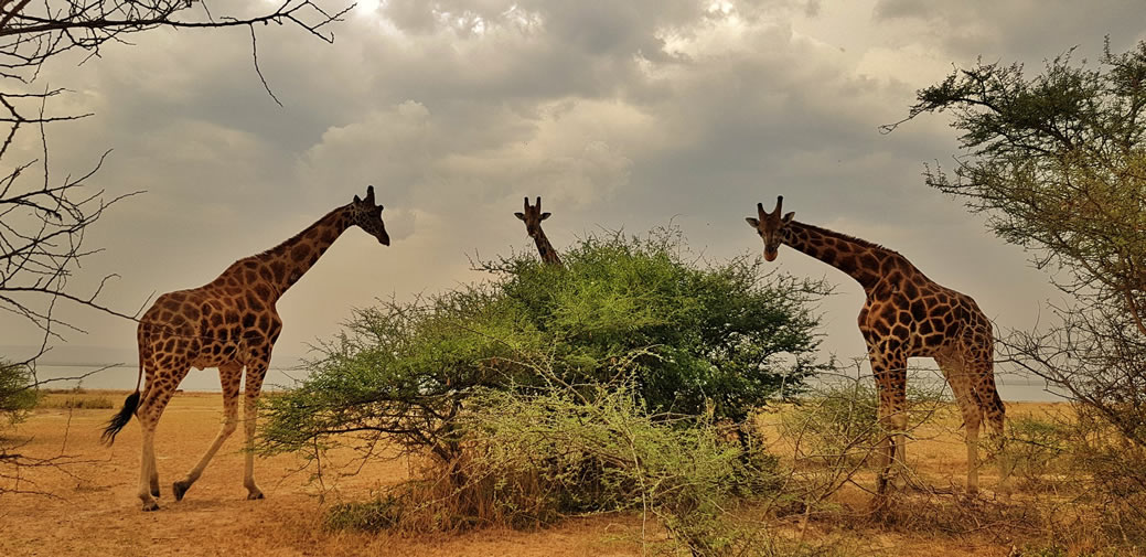 Murchison falls national park